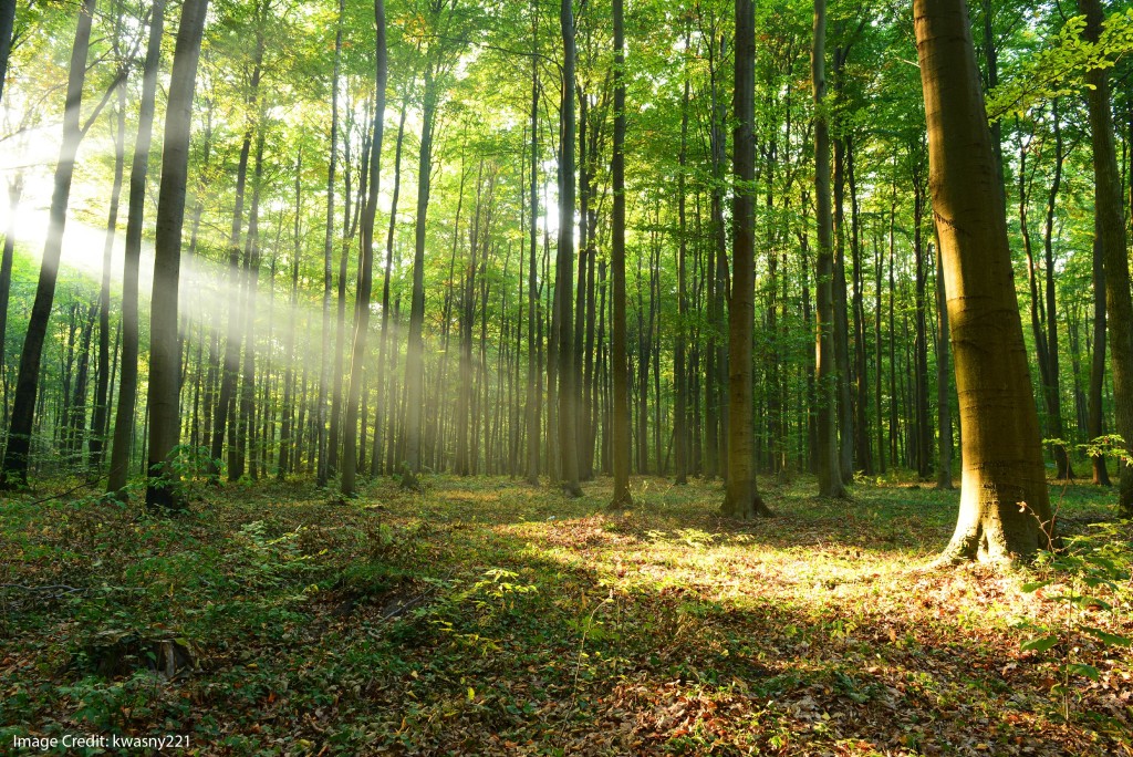 Does Forest-Bathing Benefit Your Anxious Amygdala?