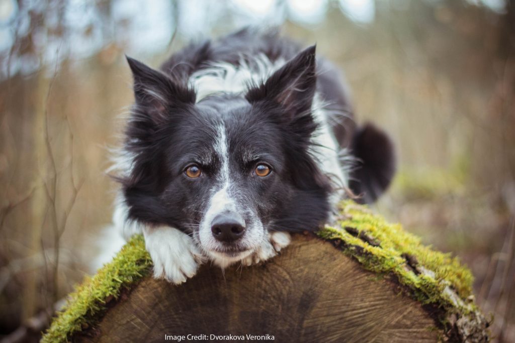 Good Dog! Goodbye, Dog…